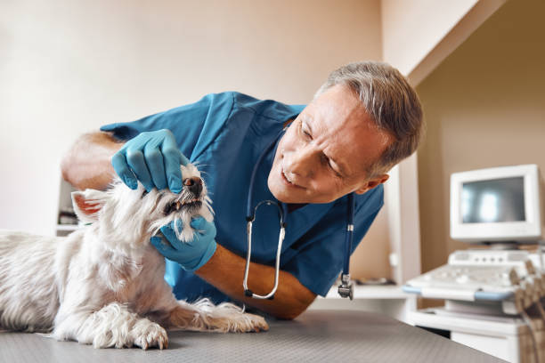 Best Emergency Gum Treatment in Willow, AK